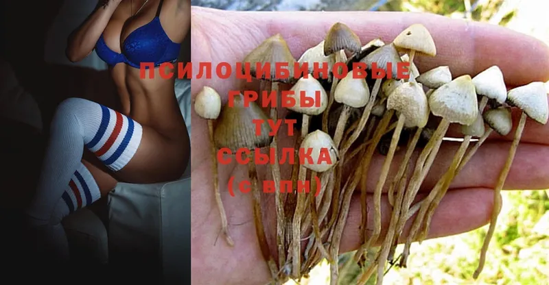 MEGA рабочий сайт  Верхняя Салда  Галлюциногенные грибы Magic Shrooms  купить закладку 